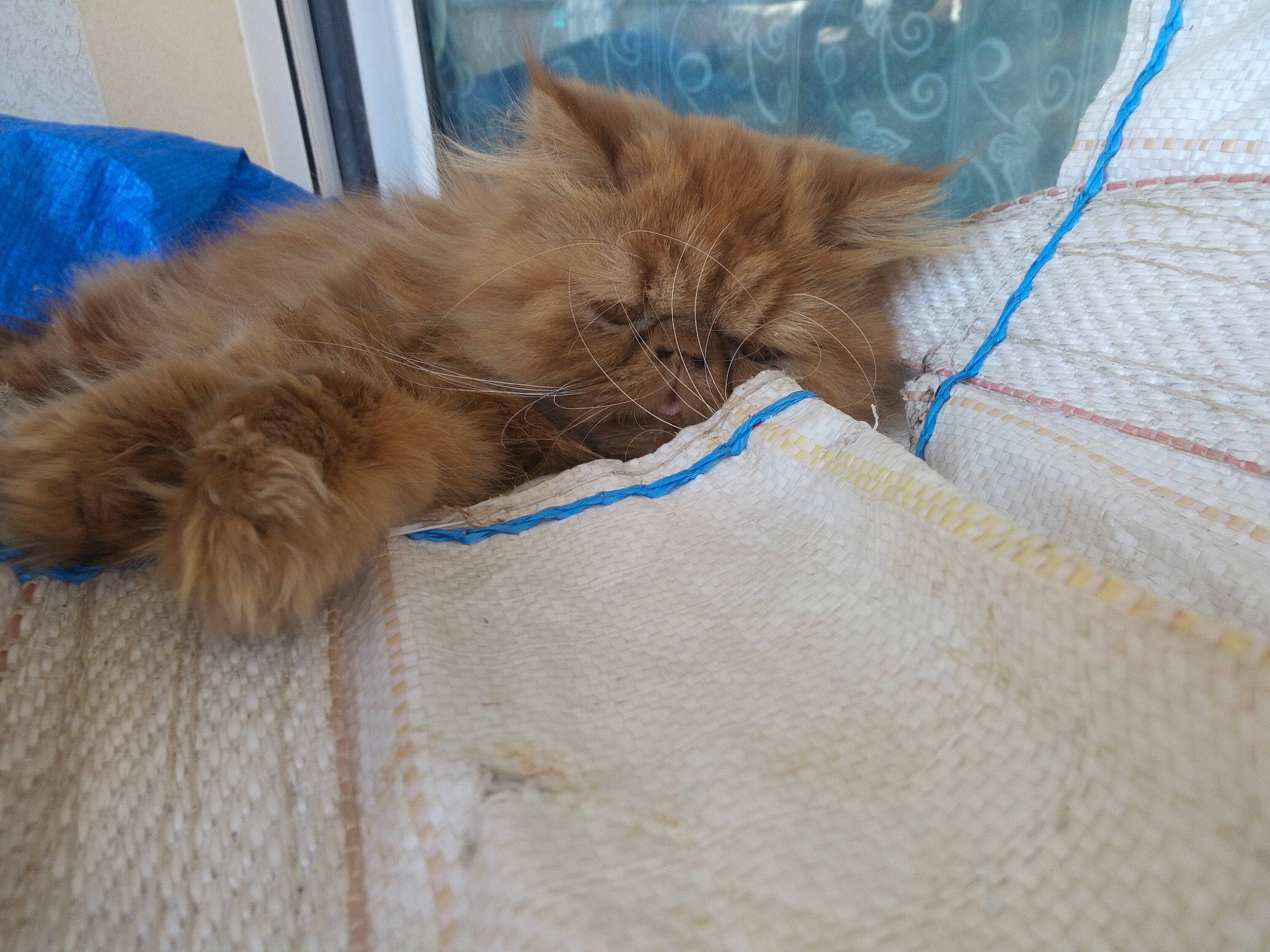 Pikachou a rejoint le concours — aidez-le/la à gagner de superbes lots ! british_longhair, british_semi_longhair, carnivore, cat, domestic_long_haired_cat, fawn, felidae, fur, kitten, maine_coon, norwegian_forest_cat, persian, polydactyl_cat, ragamuffin, small_to_medium_sized_cats, whiskers