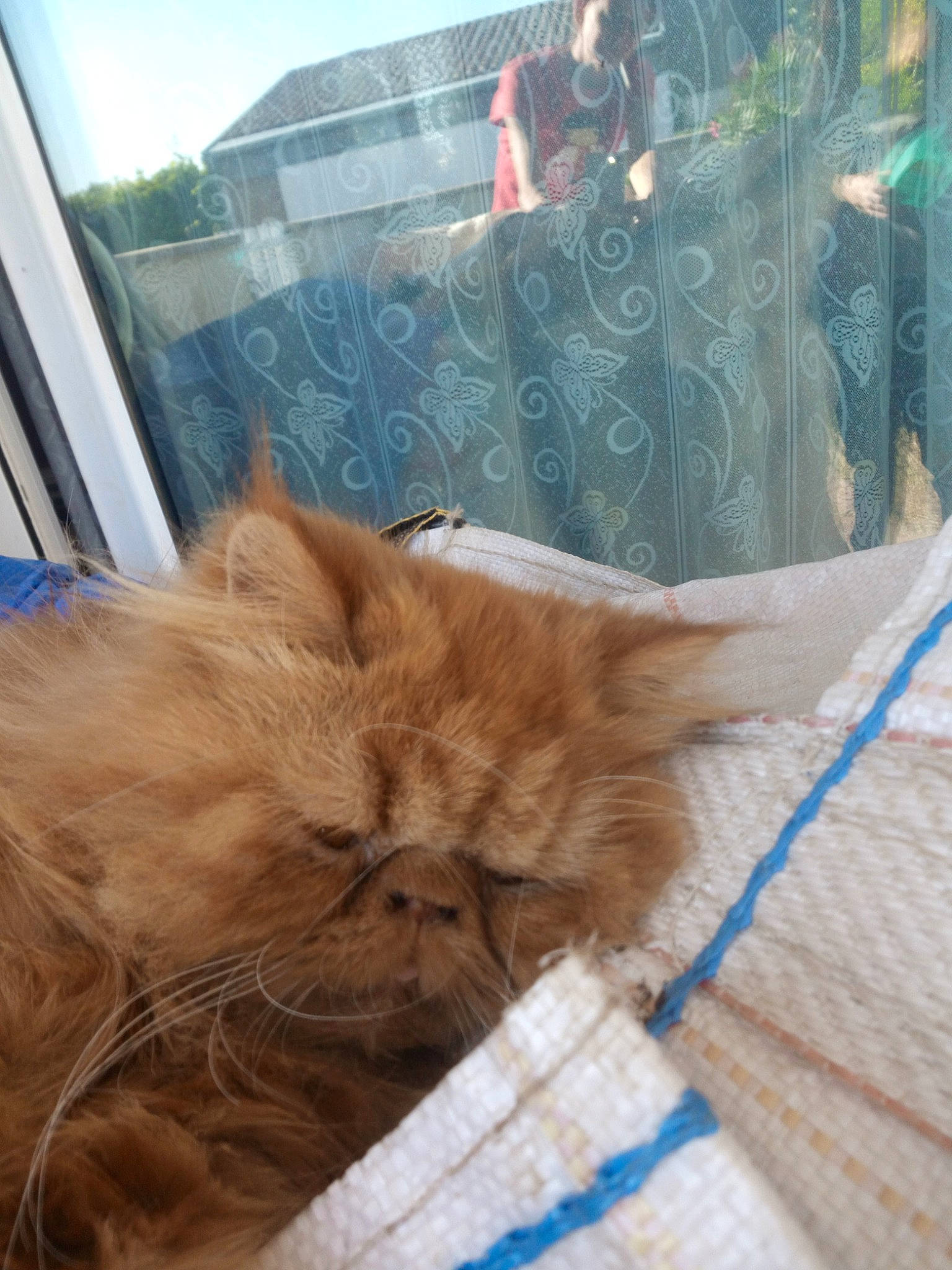 Pikachou a rejoint le concours — aidez-le/la à gagner de superbes lots ! british_longhair, british_semi_longhair, carnivore, cat, domestic_long_haired_cat, eye, fawn, felidae, fur, kitten, long_hair, maine_coon, mammal, norwegian_forest_cat, persian, small_to_medium_sized_cats, whiskers