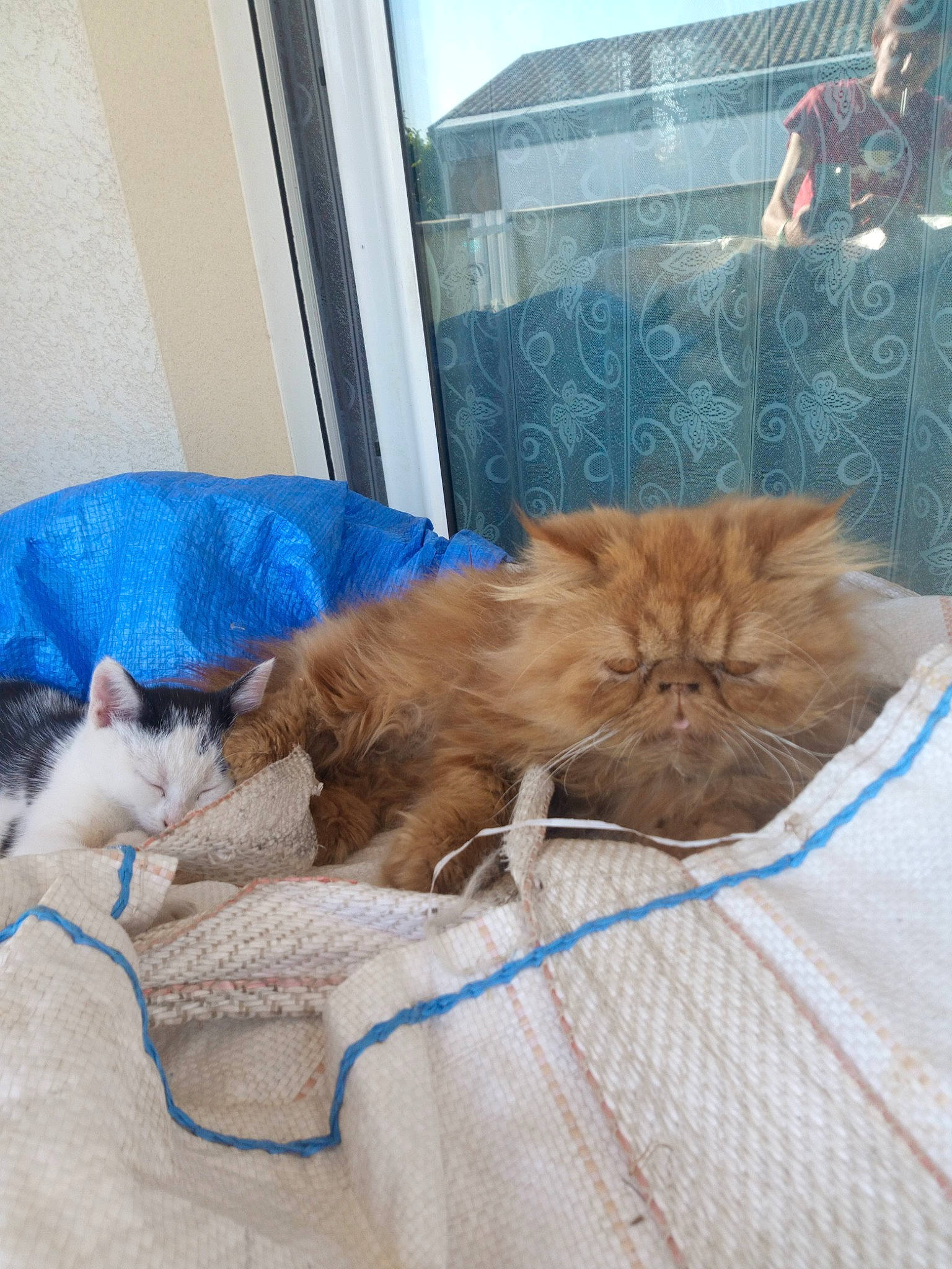 Pikachou a rejoint le concours — aidez-le/la à gagner de superbes lots ! carnivore, cat, comfort, domestic_long_haired_cat, fawn, felidae, fur, furniture, kitten, norwegian_forest_cat, persian, small_to_medium_sized_cats, whiskers