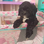 Star Cole joined the competition — help win amazing prizes! puppy, black_dog, playpen, polka_dots, blanket, carpet, indoor, toy, pet, cute, animal, fur, white_patch, curious, small_dog, furniture, colorful, play_area, cozy, adorable