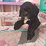 puppy, black_dog, playpen, polka_dots, blanket, carpet, indoor, toy, pet, cute, animal, fur, white_patch, curious, small_dog, furniture, colorful, play_area, cozy, adorable