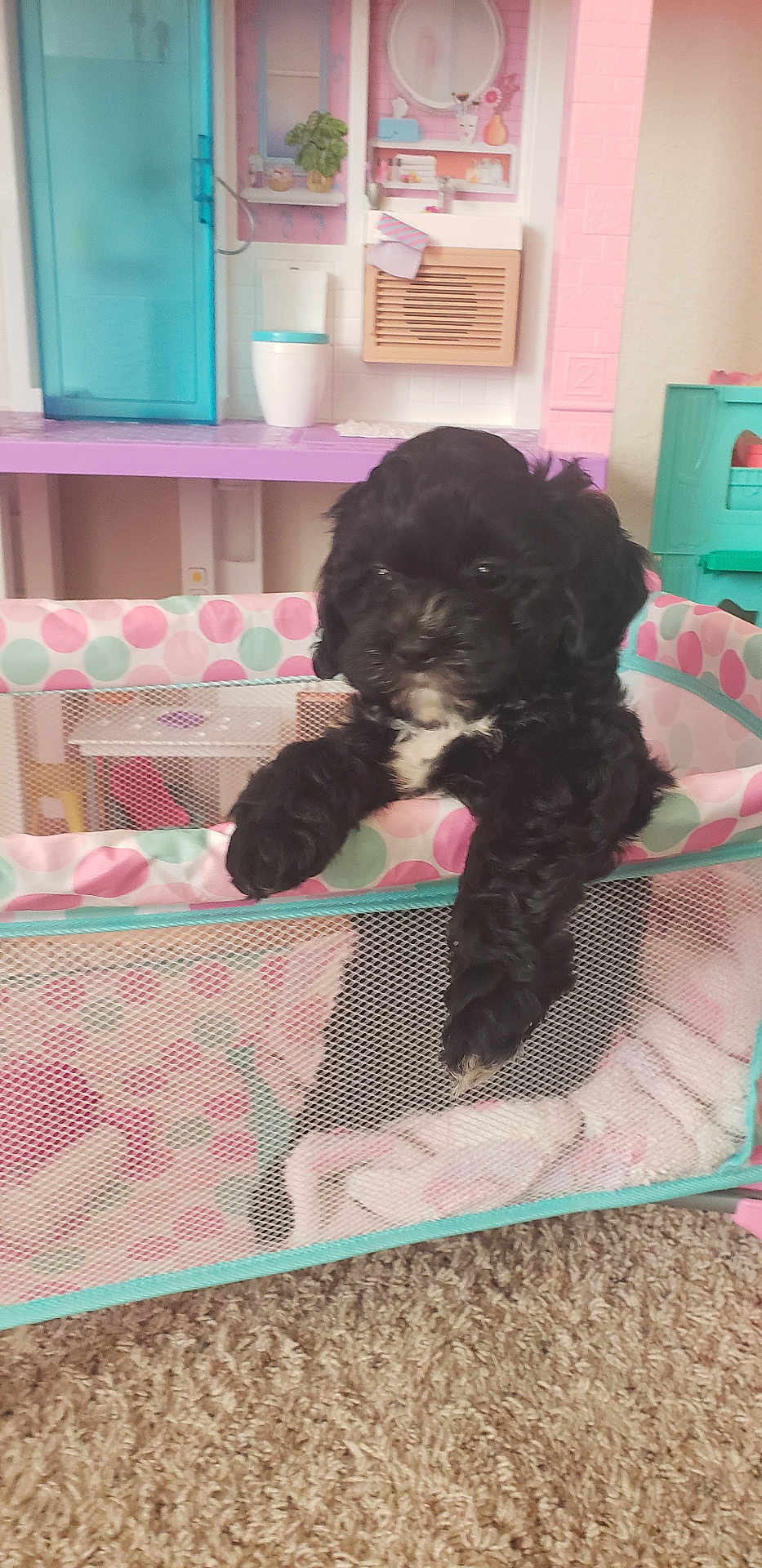 Star Cole joined the competition — help win amazing prizes! puppy, black_dog, playpen, polka_dots, blanket, carpet, indoor, toy, pet, cute, animal, fur, white_patch, curious, small_dog, furniture, colorful, play_area, cozy, adorable
