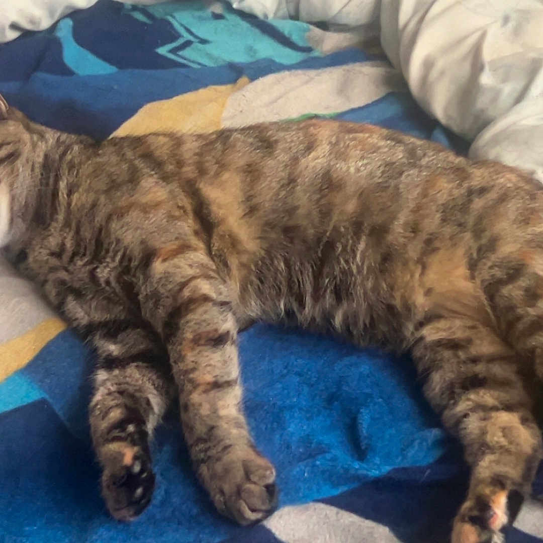 Lola is registered to the contest to win money with this photo: abyssinian, animal, bed, bedroom, blanket, cat, couch, cushion, egyptiancat, furniture, homedecor, indoors, kitten, laundry, manx, person, pet, quilt, room, sleeping