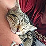 cat, kitten, sleeping, close_up, tabby, person, arm, bracelet, red_shirt, cuddle, fur, whiskers, nap, cozy, rest, pet, domestic_animal, indoor, cute, relaxation