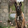 dog, belgian_malinois, animal, pet, outdoor, garden, stone_archway, blurred_background, flowers, sitting, canine, alert, nature, fur, ears, portrait, mammal, watchful, brown, black