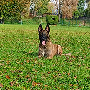 Jeepsie a rejoint le concours — aidez-le/la à gagner de superbes lots ! dog, canine, pet, lying, grass, field, greenery, park, trees, nature, outdoor, sunny, ears, tongue, happy, animal, fence, leaves, daytime, brown_dog