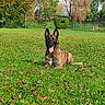 dog, canine, pet, lying, grass, field, greenery, park, trees, nature, outdoor, sunny, ears, tongue, happy, animal, fence, leaves, daytime, brown_dog