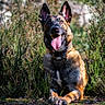 dog, german_shepherd, animal, pet, outdoor, nature, greenery, sunlight, tongue_out, ears_up, happy, canine, mammal, sitting, fur, collar, ground, plants, daylight, portrait