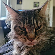 Uleen participe au concours pour gagner de l'argent avec cette photo : cat, tabby, close_up, indoor, fur, whiskers, pet, animal, face, ears, eyes, window, natural_light, feline, portrait, fluffy, serious, resting, domestic_cat, mammal