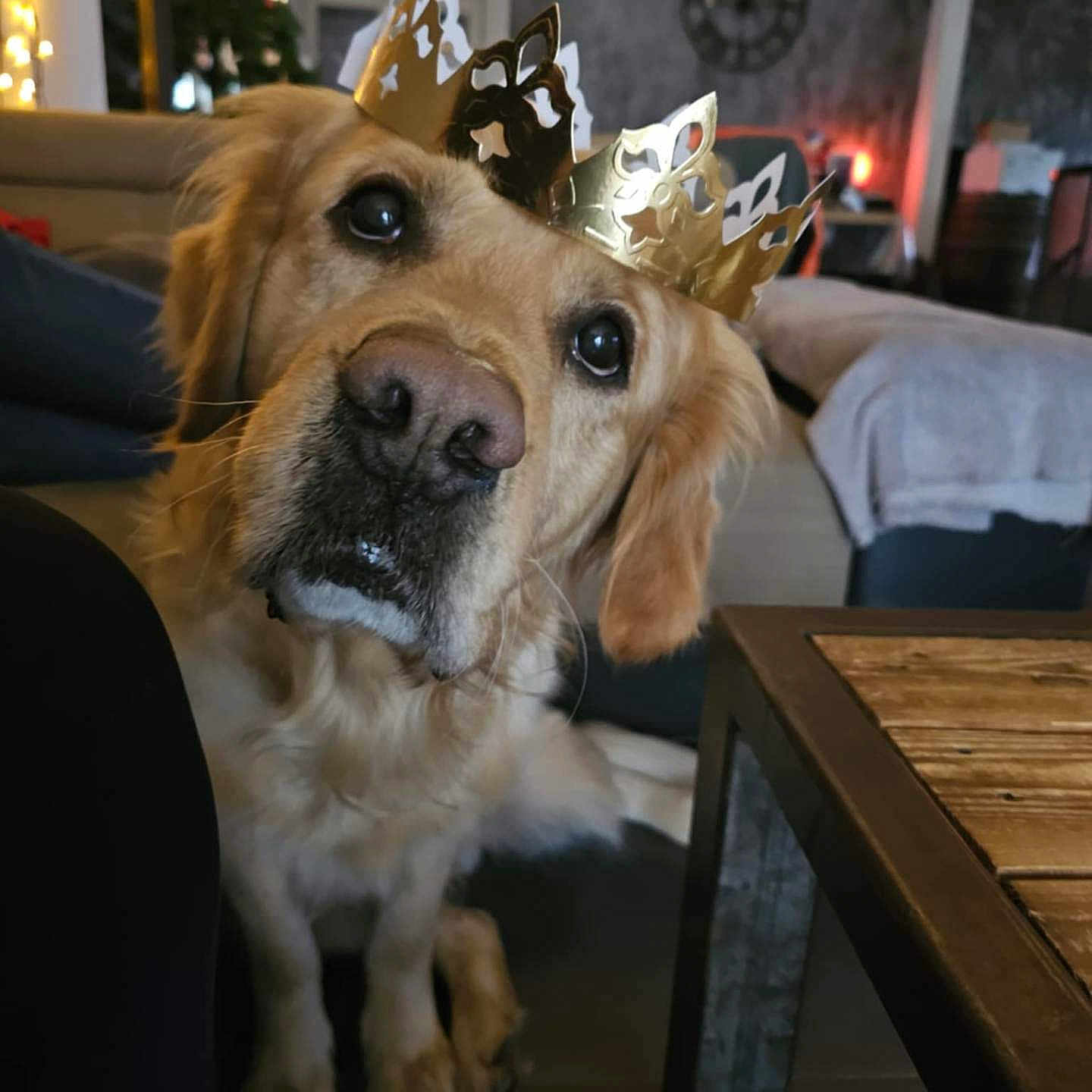 Tokyo a rejoint le concours — aidez-le/la à gagner de superbes lots ! animal, architecture, bed, bedroom, building, canine, couch, cushion, dog, furniture, goldenretriever, homedecor, indoors, interiordesign, livingroom, pet, puppy, room, table, wood
