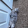 cat, gray_cat, carpet, door, relaxed, indoor, pet, feline, fluffy, sleepy, lying_down, home, animal, cute, fur, whiskers, claws, resting, domestic, cozy