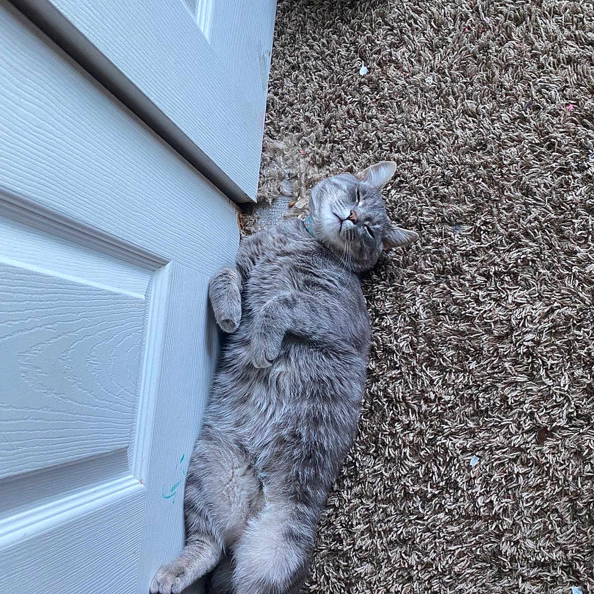 Rowan joined the competition — help win amazing prizes! cat, gray_cat, carpet, door, relaxed, indoor, pet, feline, fluffy, sleepy, lying_down, home, animal, cute, fur, whiskers, claws, resting, domestic, cozy