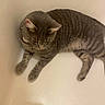 Rowan is registered to the contest to win money with this photo: cat, gray_tabby, striped_fur, pet, animal, indoor, bathtub, relaxed, laying_down, curious, whiskers, ears, paws, fur, feline, domestic_cat, quiet, calm, home, soft_lighting