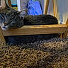 cat, gray_cat, sleeping, resting, carpet, wooden_chair, indoor, furniture, pet, cozy, relaxed, animal, mammal, domestic, whiskers, ears, face, head, floor, home