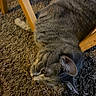 cat, tabby, feline, carpet, indoor, wooden_chair, fur, whiskers, ear, relaxed, animal, pet, home, floor, laying_down, closeup, side_view, domestic_cat, striped, resting
