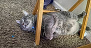 Rowan is registered to the contest to win money with this photo: cat, gray_cat, tabby_cat, carpet, wooden_chair, indoor, relaxed, sleeping, feline, pet, fur, paw, collar, animal, home, floor, resting, cozy, quiet, domestic