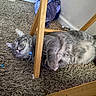 cat, gray_cat, tabby_cat, carpet, wooden_chair, indoor, relaxed, sleeping, feline, pet, fur, paw, collar, animal, home, floor, resting, cozy, quiet, domestic