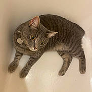 Rowan is registered to the contest to win money with this photo: cat, gray_tabby, pet, animal, indoor, bathtub, relaxed, whiskers, fur, ears, collar, yellow_eyes, cute, domestic_cat, feline, four_legs, paw, lying_down, curious, household