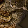 Rowan joined the competition — help win amazing prizes! cat, tabby, sleeping, carpet, indoor, pet, feline, fur, whiskers, relaxed, domestic_animal, closeup, resting, cozy, animal, cute, paw, head, ear, collar