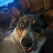 Pepper is registered to the contest to win money with this photo: animal, blurred_background, close_up, couch, cute, dog, ear_down, ear_up, funny_expression, fur, home, indoor, one_eye_open, pet, playful, relaxed, snout, television, tongue_out, whiskers