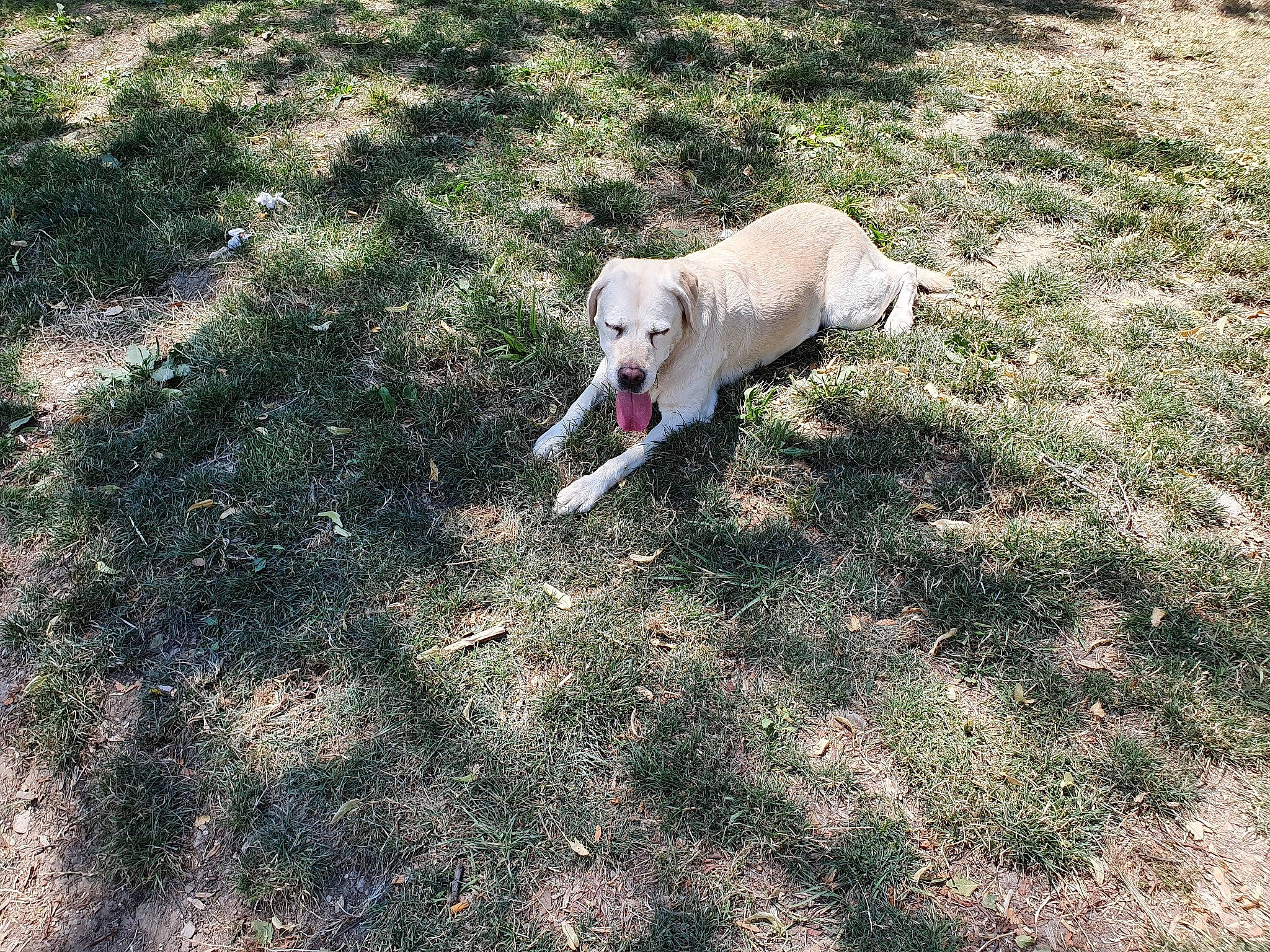 Glenna participe au concours pour gagner de l'argent avec cette photo : canidae, carnivore, companion_dog, dog, dog_breed, fawn, grass, labrador_retriever, retriever, sporting_group, tail, weimaraner