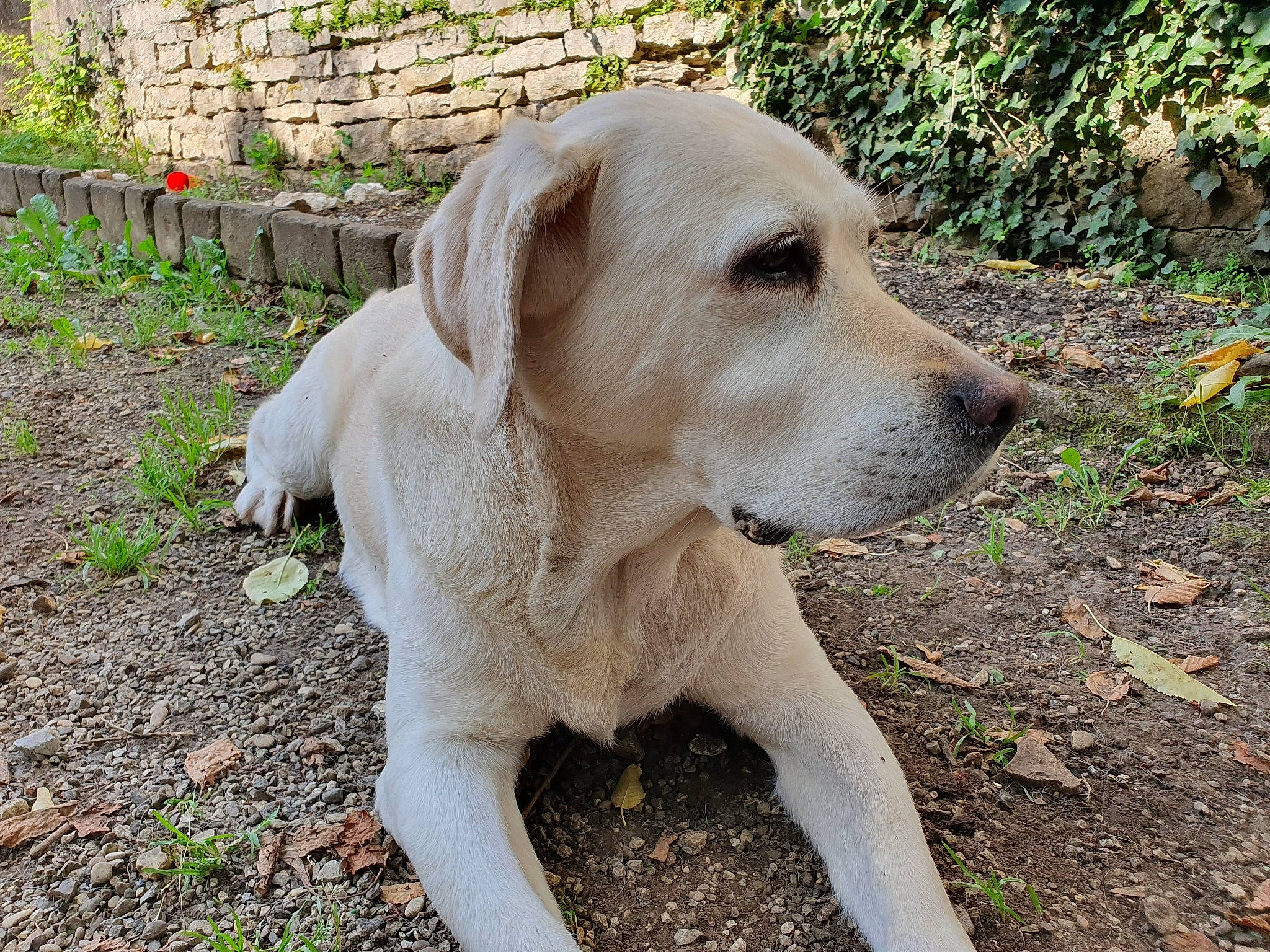 Glenna participe au concours pour gagner de l'argent avec cette photo : canidae, carnivore, companion_dog, dog, dog_breed, fawn, golden_retriever, hunting_dog, labrador_retriever, mammal, puppy, retriever, snout, sporting_group, vertebrate