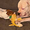 dog, puppy, playful, toy, plush_toy, couch, pet, animal, brown_and_white_dog, white_dog, indoor, friendship, tug_of_war, canine, close_up, paw, snout, fur, relaxing, companions