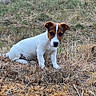 puppy, dog, outdoor, grass, brown_and_white, animal, cute, young_dog, nature, pet, sitting, curious, fur, small_dog, canine, field, dry_grass, animal_portrait, adorable, young_animal