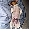 dog, puppy, sleeping, bed, blanket, fur, spot, pink_belly, white_fur, brown_fur, pet, canine, relaxation, indoor, cozy, resting, cute, animal, paw, snout