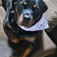 Fiona is registered to the contest to win money with this photo: animal, bandana, black, brown, canine, closeup, companion, couch, cute, dog, domestic, friendly, fur, indoor, looking, pet, portrait, relaxed, resting, rottweiler