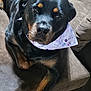 animal, bandana, black, brown, canine, closeup, companion, couch, cute, dog, domestic, friendly, fur, indoor, looking, pet, portrait, relaxed, resting, rottweiler
