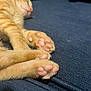 kitten, cat, orange_tabby, paw_pads, sleeping, close_up, feline, pet, fur, pink, cute, animal, domestic_cat, resting, cozy, soft_texture, indoor, blue_background, relaxation, whiskers