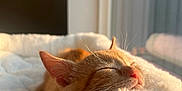 Mars is registered to the contest to win money with this photo: cat, kitten, sleeping, ginger_cat, feline, pet, cozy, fluffy, white_bed, sunlight, indoor, peaceful, relaxation, closeup, soft_light, warm, animal, cute, nap, resting