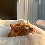 cat, kitten, sleeping, ginger_cat, feline, pet, cozy, fluffy, white_bed, sunlight, indoor, peaceful, relaxation, closeup, soft_light, warm, animal, cute, nap, resting