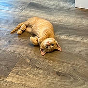 Mars is registered to the contest to win money with this photo: kitten, cat, ginger, pet, animal, floor, wooden_floor, indoor, lying_down, playful, curious, young, cute, fur, paws, ears, relaxed, domestic, small, looking