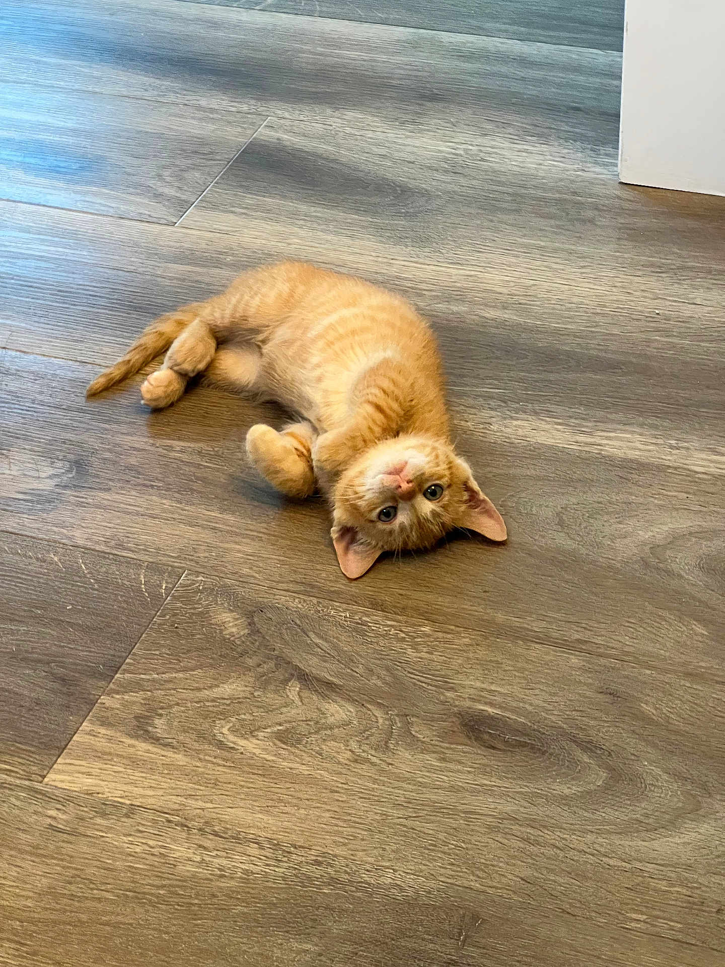 Mars is registered to the contest to win money with this photo: kitten, cat, ginger, pet, animal, floor, wooden_floor, indoor, lying_down, playful, curious, young, cute, fur, paws, ears, relaxed, domestic, small, looking