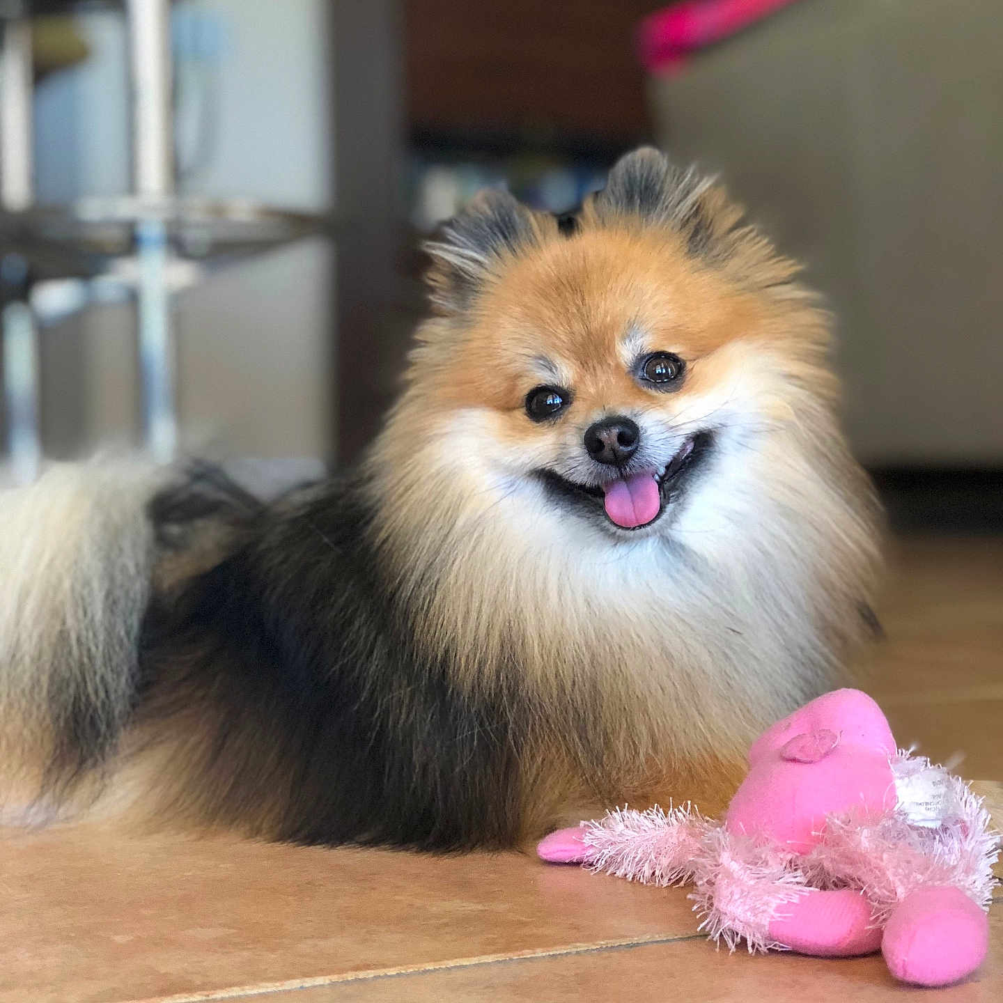 Felix is registered to the contest to win money with this photo: animal, canine, companion, cute, dog, domestic, floor, fluffy, fur, happy, indoor, pet, pink, playful, plush, pomeranian, small_dog, smiling, tongue_out, toy