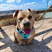 Balou a rejoint le concours — aidez-le/la à gagner de superbes lots ! dog, canine, pet, happy, tongue_out, blue_harness, outdoor, sunny, stone_surface, leash, sky, clouds, ocean, cliff, wooden_fence, shadows, daylight, muzzle, ears, closeup