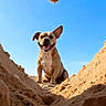 Balou a rejoint le concours — aidez-le/la à gagner de superbes lots ! dog, sand, heart_shape, blue_sky, outdoor, happy_dog, smiling, beach, sunny, pet, canine, animal, nature, daytime, cute, portrait, playful, fur, mammal, one_animal