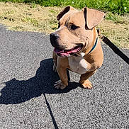 Balou participe au concours pour gagner de l'argent avec cette photo : animal, brown_dog, canine, collar, daylight, dog, grass, happy, leash, nature, outdoor, park, pavement, pet, shadow, summer, sunny, tongue_out, walk, water