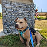 Balou a rejoint le concours — aidez-le/la à gagner de superbes lots ! dog, grass, stone_wall, metal_mesh, harness, leash, bench, person, outdoor, sunny, blue_sky, red_hair, sitting, nature, daylight, field, casual_clothing, shoes, fence, relaxing
