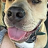 Balou participe au concours pour gagner de l'argent avec cette photo : affectionate, arm, black_nose, canine, car, close_up, collar, companion, dog, ears, happy, leash, light_brown, owner, pet, portrait, short_hair, snout, tongue_out, vehicle_interior