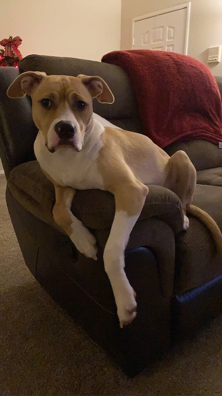 Frankie is registered to the contest to win money with this photo: canidae, carnivore, collar, comfort, companion_dog, couch, dog, dog_breed, dog_collar, dog_supply, fawn, fur, hardwood, liver, pet_supply, sporting_group, tail, toy_dog, whiskers, working_animal