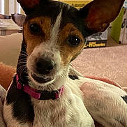 Daisy is registered to the contest to win money with this photo: dog, pet, indoor, small_dog, ears, collar, resting, curious, brown, white, black, fur, canine, animal, companion, closeup, portrait, carpet, furniture, box