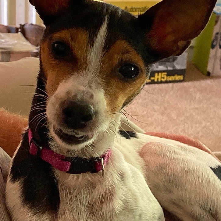Daisy is registered to the contest to win money with this photo: dog, pet, indoor, small_dog, ears, collar, resting, curious, brown, white, black, fur, canine, animal, companion, closeup, portrait, carpet, furniture, box