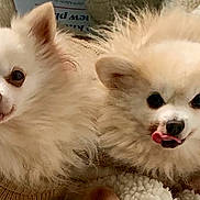 Teddy And Precious is registered to the contest to win money with this photo: animal, canine, dog, eskimodog, pet, puppy, whitedog