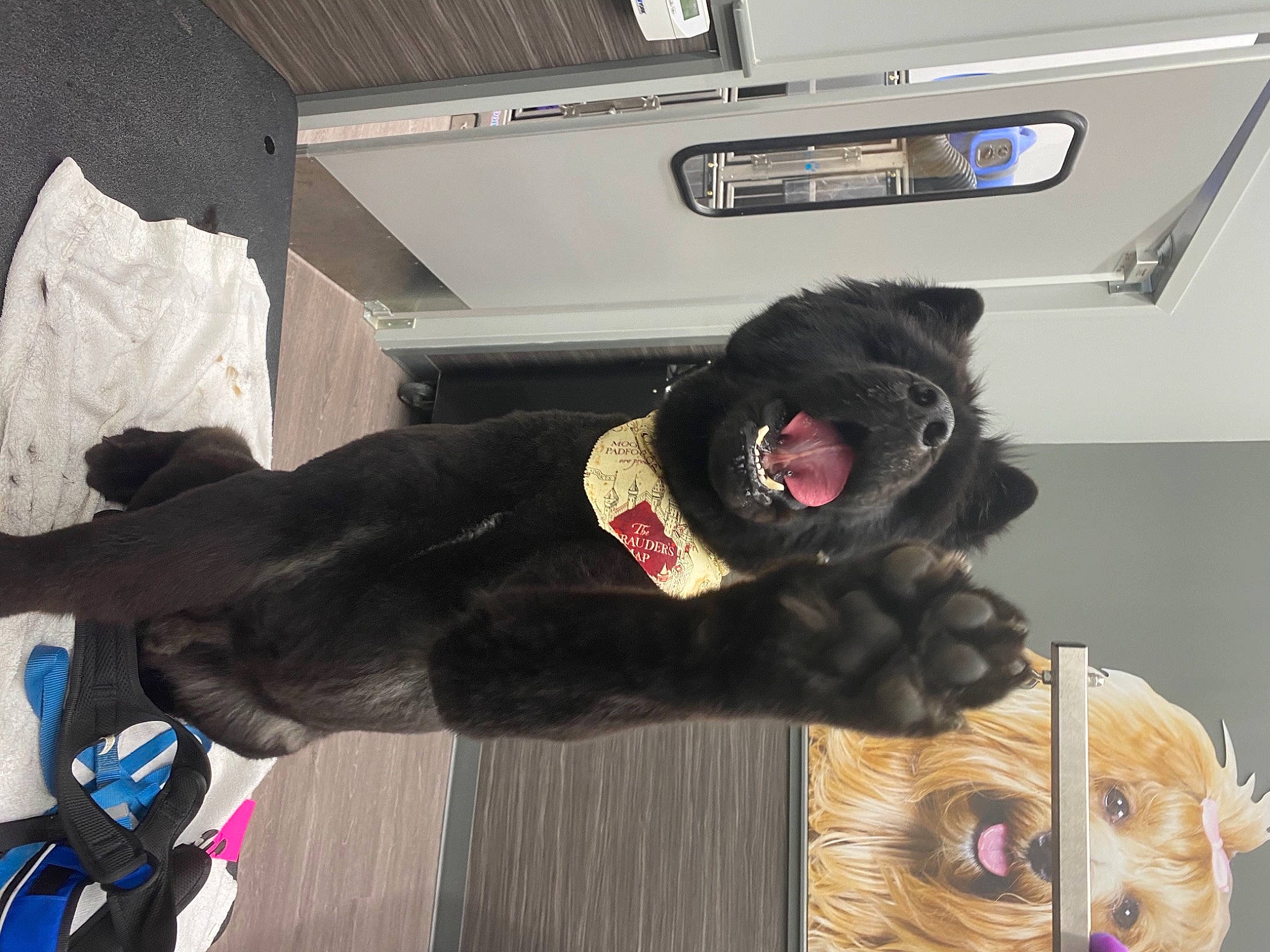 Kryptonite is registered to the contest to win money with this photo: automotive_design, automotive_tire, carnivore, companion_dog, costume, dog_breed, family_car, felidae, fur, fur_clothing, mammal, motor_vehicle, plush, small_to_medium_sized_cats, snout, sporting_group, stuffed_toy, tail, toy, vehicle_door