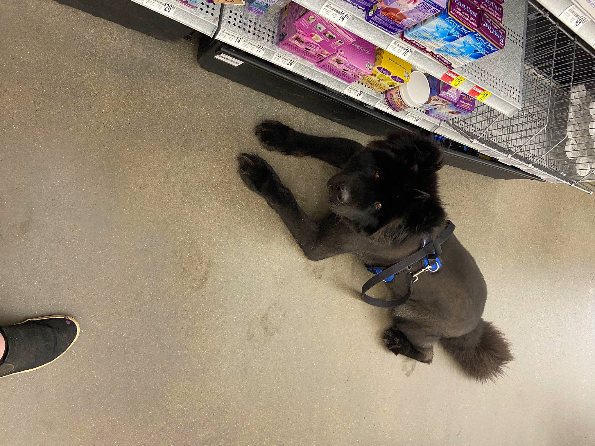 Kryptonite is registered to the contest to win money with this photo: automotive_design, automotive_exterior, canidae, carnivore, companion_dog, dog, dog_breed, flooring, font, fur, leash, machine, personal_protective_equipment, pet_supply, shadow, sporting_group, tail, toy_dog, visual_arts, working_animal