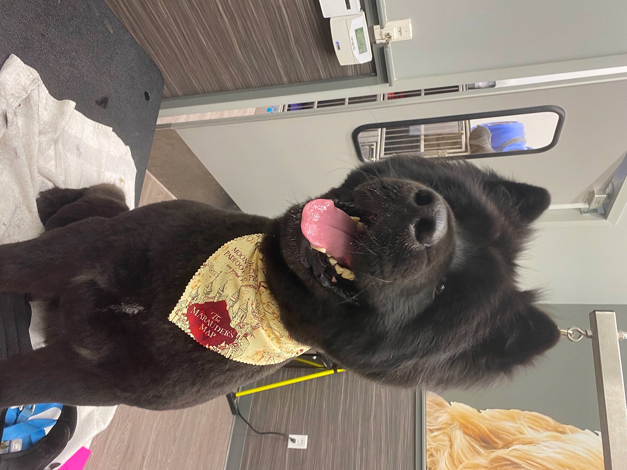 Kryptonite joined the competition — help win amazing prizes! canidae, carnivore, collar, comfort, companion_dog, dog_breed, eyewear, felidae, fur, fur_clothing, natural_material, small_to_medium_sized_cats, snout, sporting_group, tail, whiskers