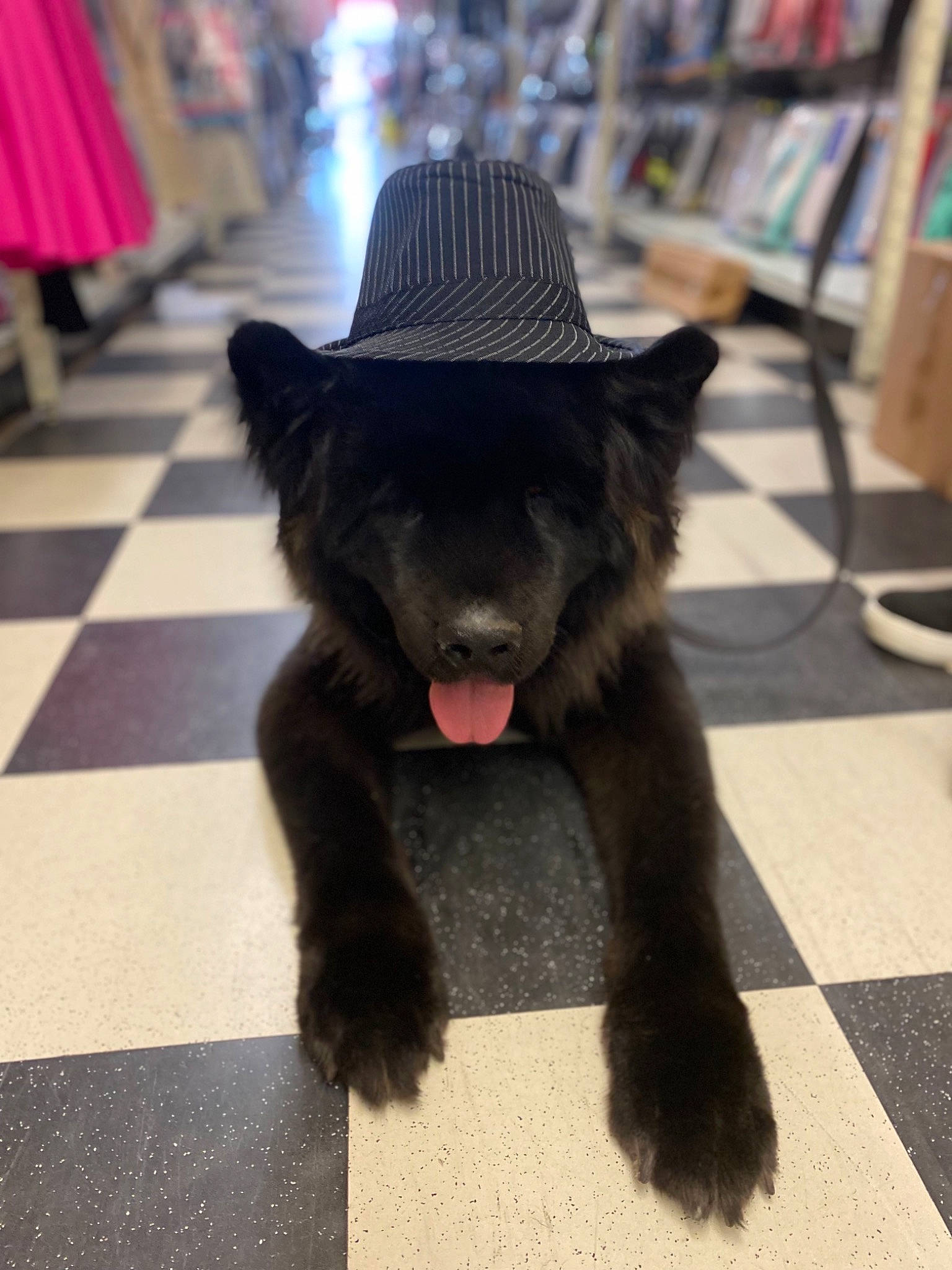 Kryptonite joined the competition — help win amazing prizes! bookcase, canidae, carnivore, companion_dog, dog, dog_breed, fashion_accessory, fedora, felidae, flooring, foot, fur, hat, shelf, small_to_medium_sized_cats, snout, sporting_group, tail, terrestrial_animal, working_animal
